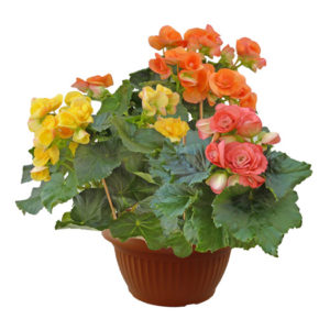 Begonia-Elatior-ciotola25