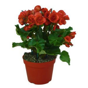 Begonia-Elatior-vaso14