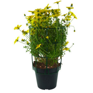 Bidens-vaso14