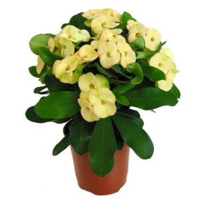 Euphorbia-Milii-14