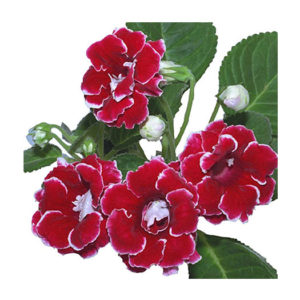 Gloxinia-vaso14