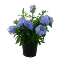 Plumbago-vaso14