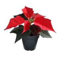 Stella-di-natale-uniflora-v10