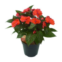 Sunpatiens-vaso14