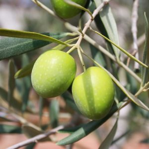 Piante da frutto